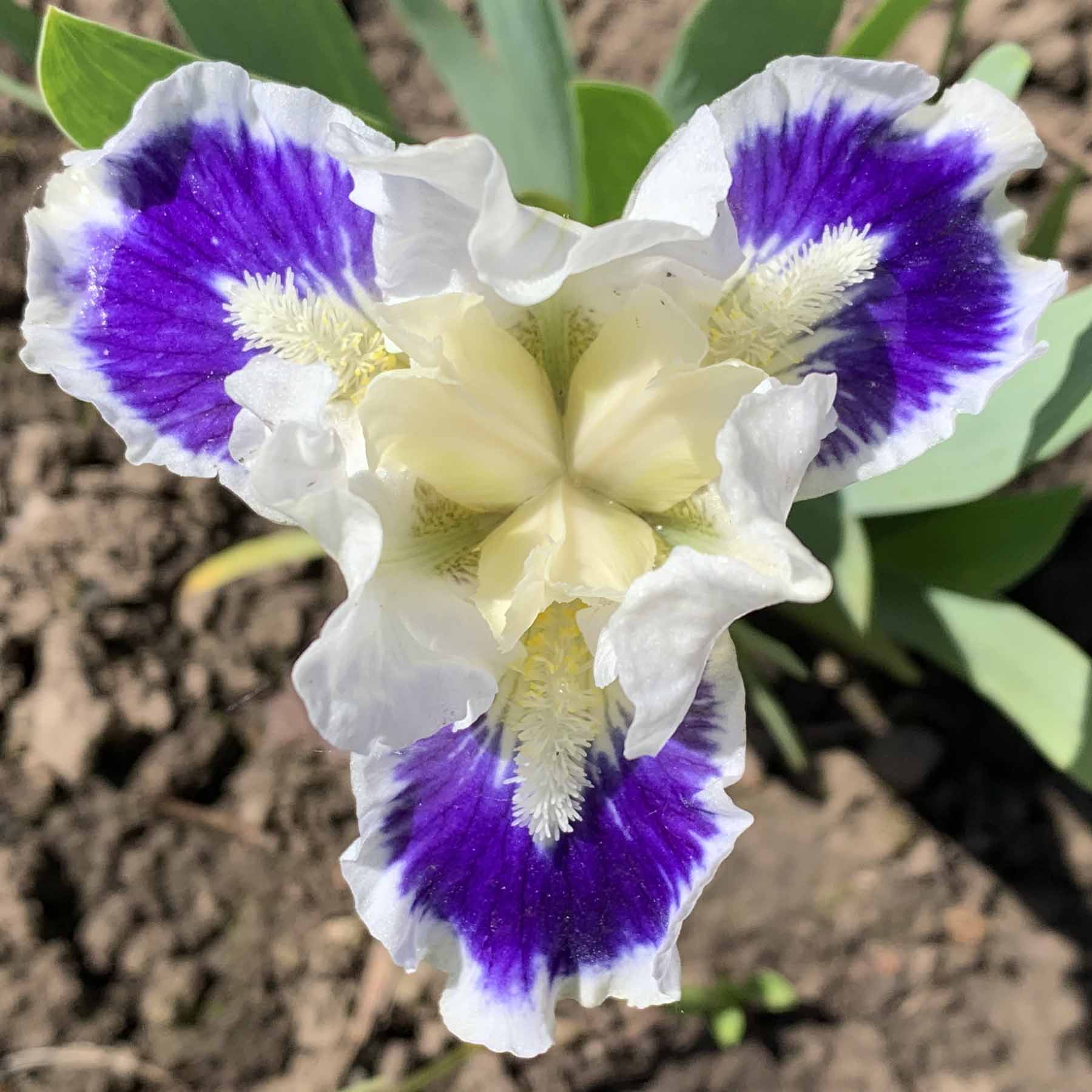 TWINKLE LITTLE STAR.jpg